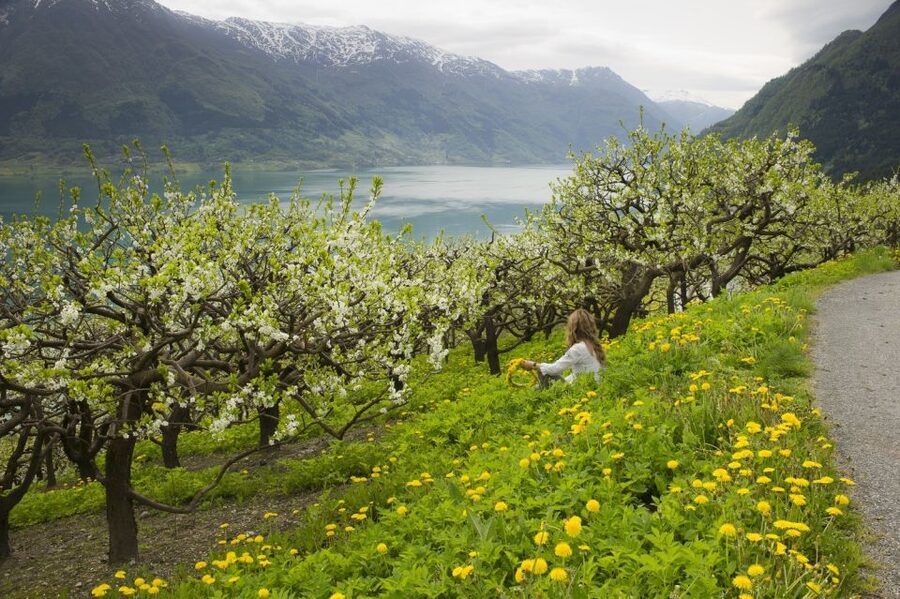 From Bergen: Private Trip to Hardangerfjord - Reaching the Fjord: Getting the Full Scale on the Hardangerfjord Side