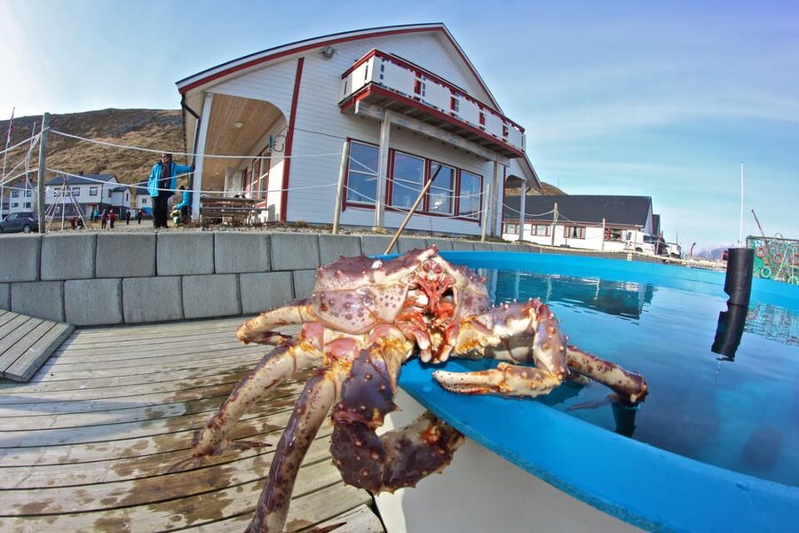 From Honningsvåg: VIP North Cape and Kingcrab Tour - Key things to know before you go