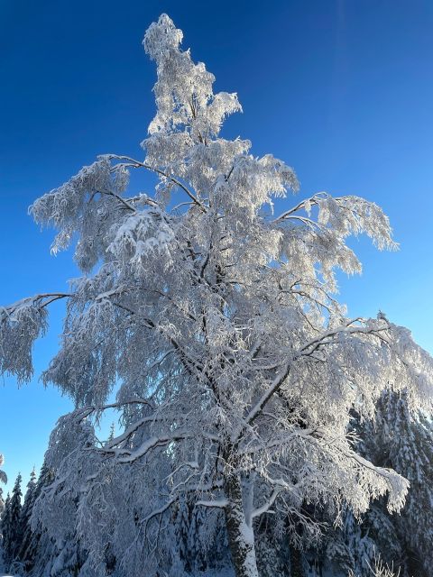 From Oslo: Oslomarka Forest Guided Snowshoeing Tour - Pace, group size, and who this is truly for