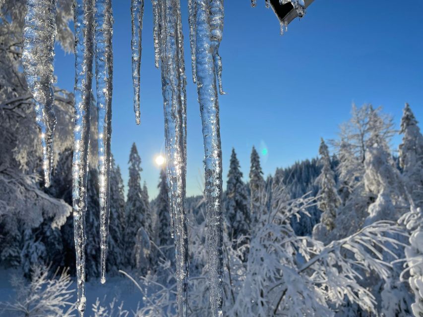 From Oslo: Oslomarka Forest Guided Snowshoeing Tour - Weather reality check: when there is not enough snow