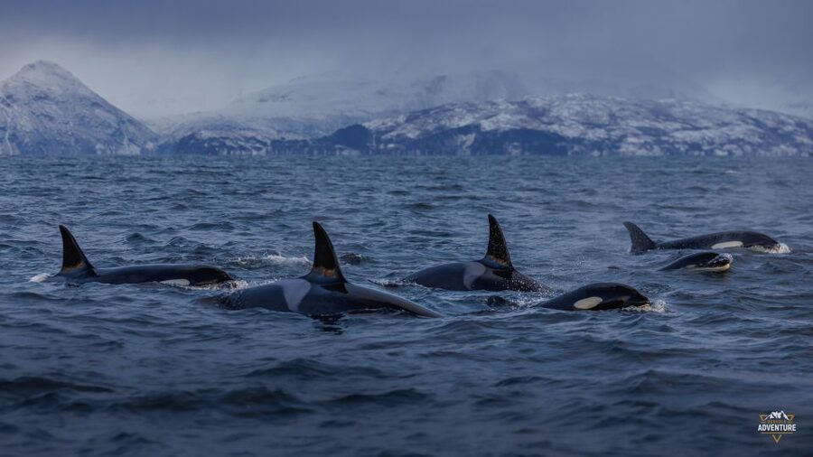 From Skjervøy: Whale Watching in a Heated Cabin Cruiser - Why This Heated-Cabin Orca Tour Feels Different
