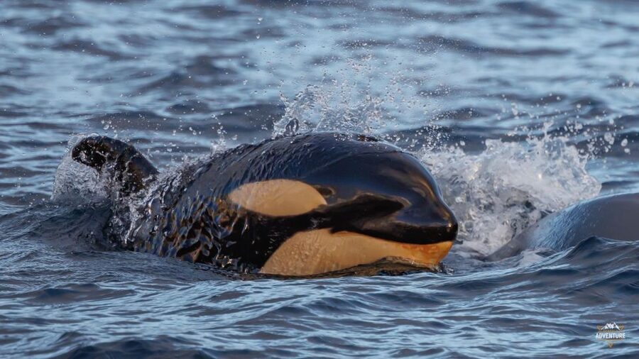 From Skjervøy: Whale Watching in a Heated Cabin Cruiser - What I’d Pack for Skjervøy in Winter (So You Enjoy It)