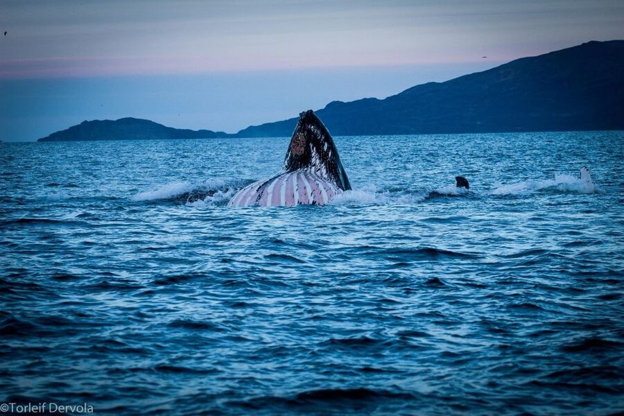 From Skjervøy: Whale Watching in a Heated Cabin Cruiser - Skjervøy Orcas, Warmth, and the Real Point of This Tour