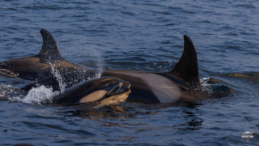 From Skjervøy: Whale Watching in a Heated Cabin Cruiser - What Happens Before the Fjord Search: Safety, Suits, and Gear Sanity