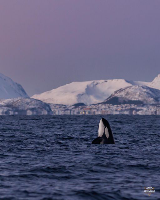 From Skjervøy: Whale Watching in a Heated Cabin Cruiser - The 4-Hour Whale Watching Loop: Where Your Eyes Need to Be