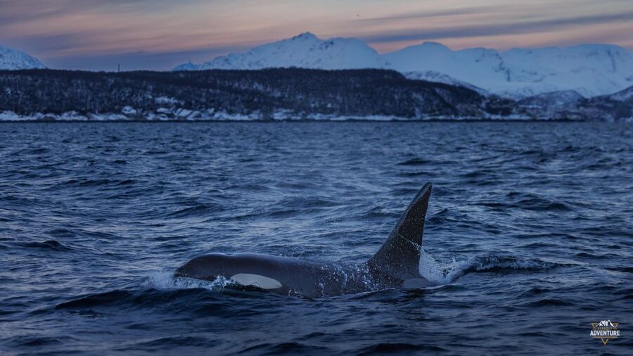 From Skjervøy: Whale Watching in a Heated Cabin Cruiser - Indoor vs Outdoor Viewing: How to Photograph Without Freezing