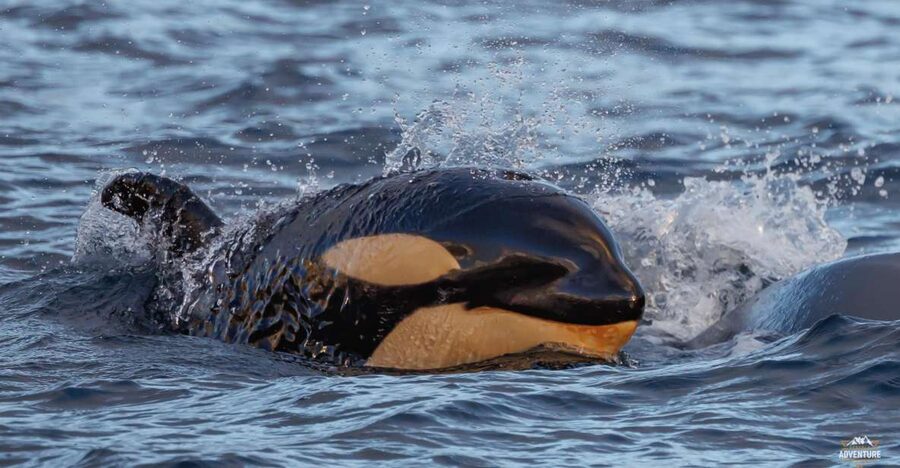 From Skjervøy: Whale Watching in a Heated Cabin Cruiser - Hydrophones on the Water: Listening for the Whales