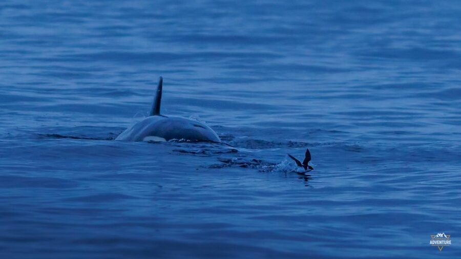 From Skjervøy: Whale Watching in a Heated Cabin Cruiser - Warm Drinks, Waffles, and the Small Comforts That Matter