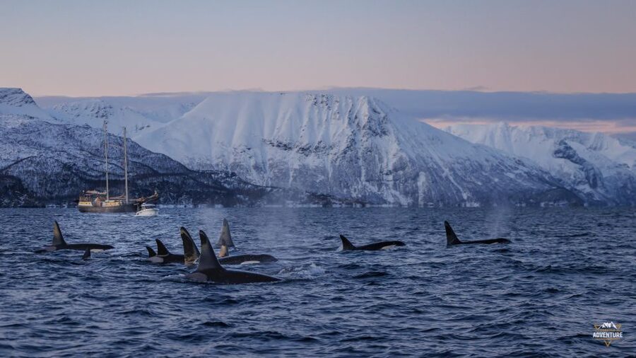 From Skjervøy: Whale Watching in a Heated Cabin Cruiser - Seasons, Ethics, and the Odds of Seeing Orcas