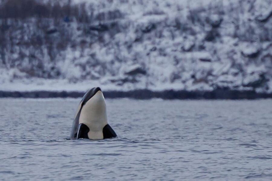 From Skjervøy: Whale Watching in a Heated Cabin Cruiser - Getting There at Havnegata 16 and Finding Dervola Adventure