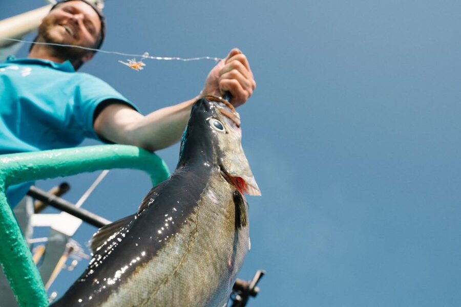 From Svolvaer: Lofoten Fishing Boat Cruise - 4 Hours on the Lofoten Sea: searching for cod and pollock