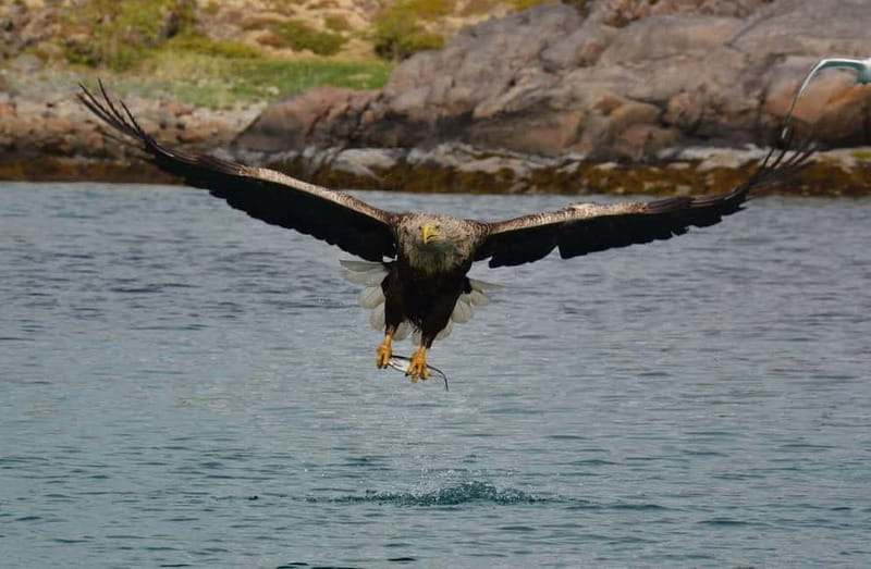 From Svolvær: Lofoten RIB Sea Eagle Safari Trollfjord Cruise - Key moments you should picture before you go