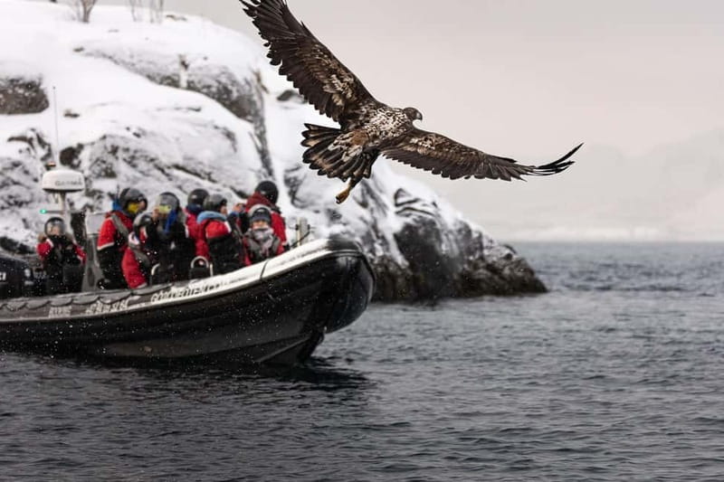 From Svolvær: RIB Boat Lofoten Trollfjord Sea Eagle Safari - Seating, Bumps, and Hearing the Guide: Small Choices That Matter