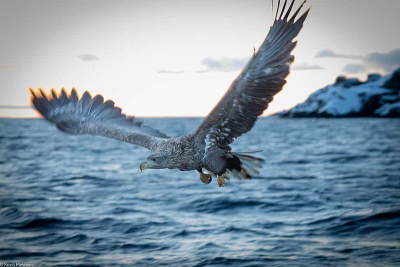 From Svolvær: RIB Boat Lofoten Trollfjord Sea Eagle Safari - What You’ll See: Raftsundet Eagles, Viking Stops, and Trollfjord at Sea Level