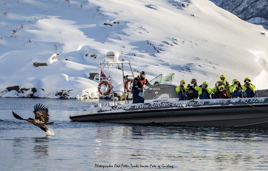From Svolvaer: Trollfjorden Wildlife RIB Cruise - How the guide helps you spot eagles (not just watch for them)
