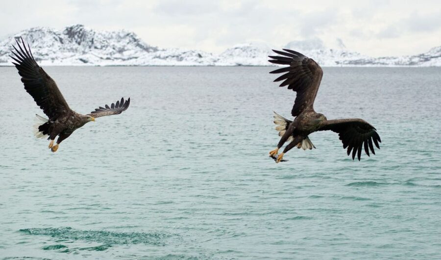 From Svolvaer: Trollfjorden Wildlife RIB Cruise - Gear and comfort: flotation suits, but plan for wet hands and wind
