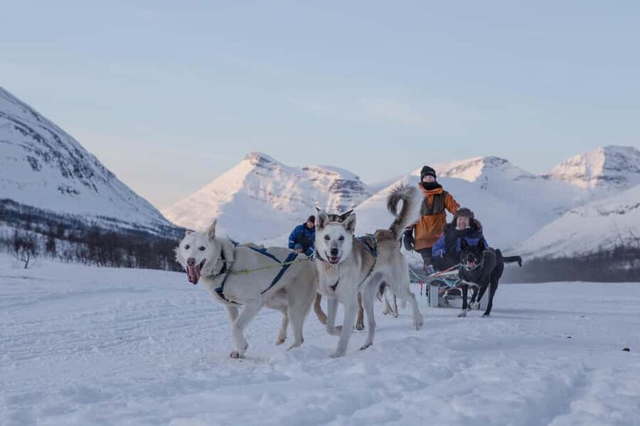 From Tromsø: Advanced Dog Sledding Daytime & Snow Park Visit - Taking reins safely: what high difficulty means in real life