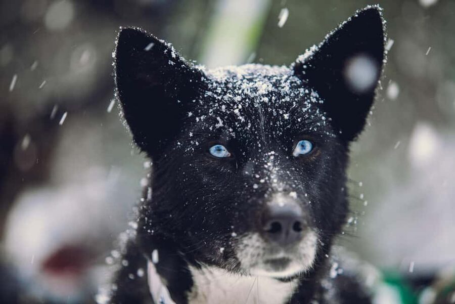 From Tromsø: Advanced Dog Sledding Daytime & Snow Park Visit - Price and value: is $476 per person fair for this day?