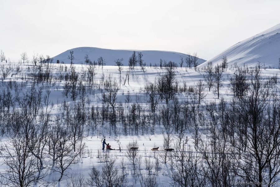From Tromsø: Advanced Dog Sledding Tour at Camp Tamok - Key things to know before you go