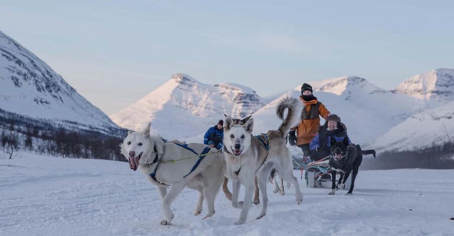 From Tromsø: Advanced Dog Sledding Tour at Camp Tamok - Tromsø to Camp Tamok: the bus ride that feels like part of the show