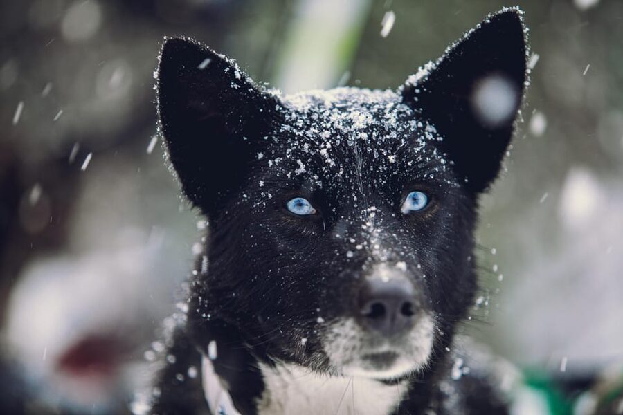 From Tromsø: Advanced Dog Sledding Tour at Camp Tamok - Sharing a sled like a musher team: driver and passenger, then swap
