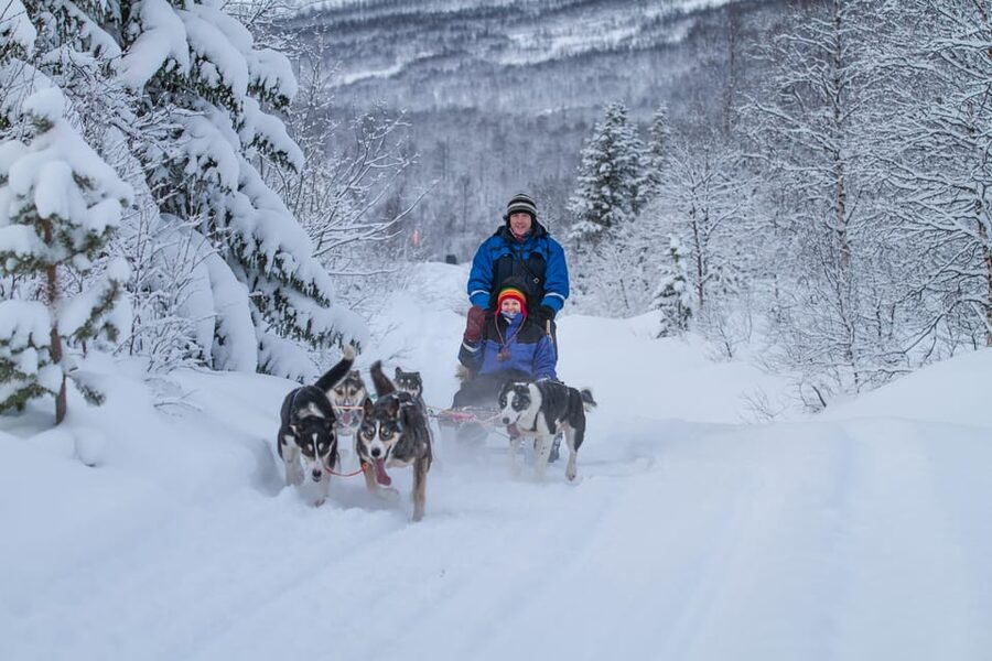 From Tromsø: Advanced Dog Sledding Tour at Camp Tamok - Husky yard time: cuddles, photos, and that busy good energy