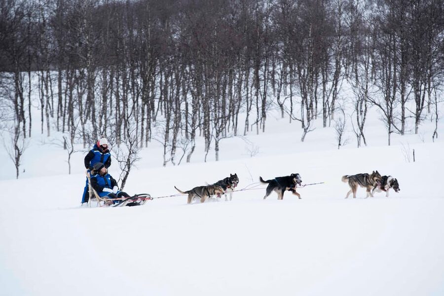 From Tromsø: Advanced Dog Sledding Tour at Camp Tamok - Price and value: what you’re paying for at $313 per person