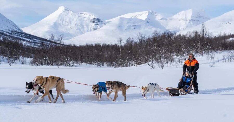 From Tromsø: Dog Sledding Adventure in Tamokdalen - Key things to know before you go