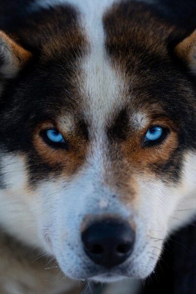 Dog Sledding Adventure in Tamokdalen