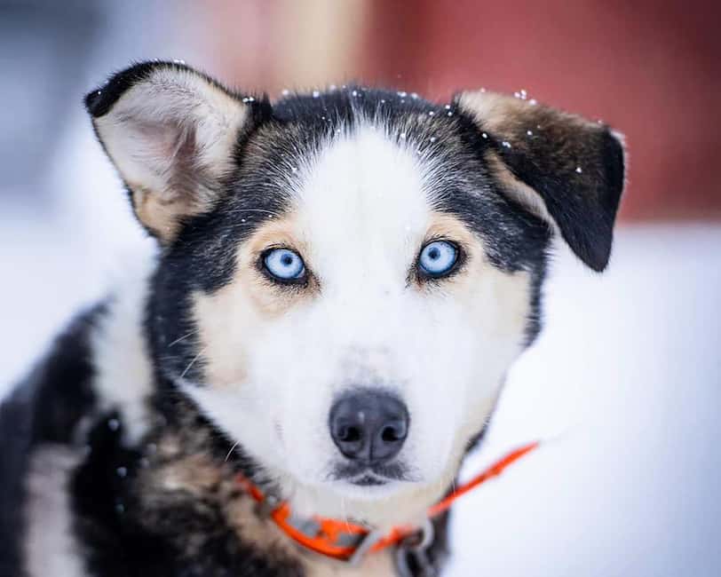 From Tromsø: Dog Sledding Experience with Transfer - Key highlights to plan for