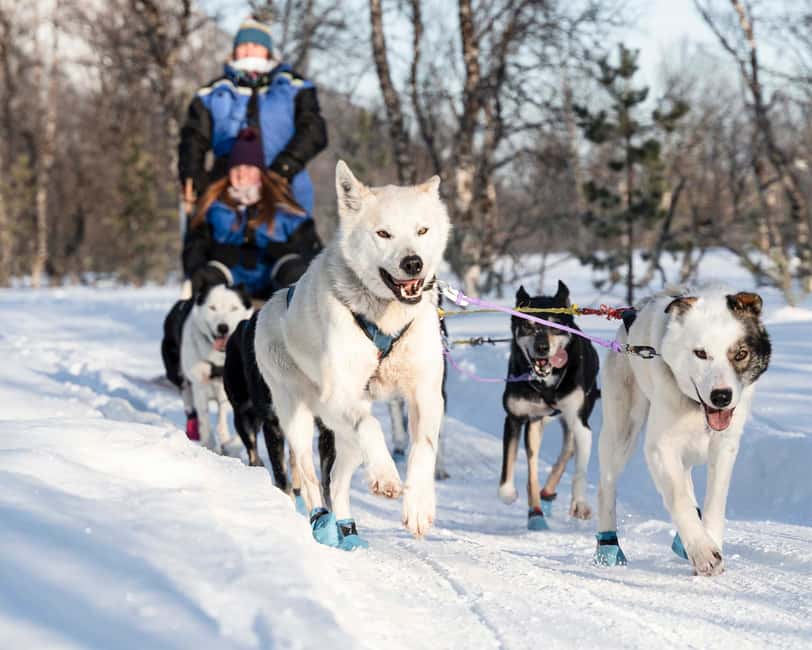 From Tromsø: Dog Sledding Experience with Transfer - Tromsø to Malangen Transfer: Getting There Without Stress