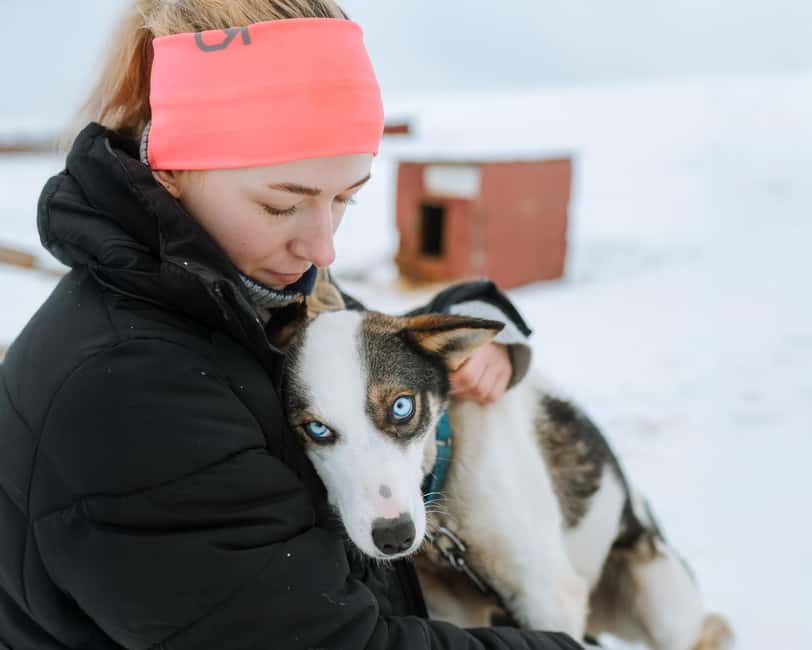 From Tromsø: Dog Sledding Experience with Transfer - Husky Camp First: Meeting the Dogs Like a Real Insider