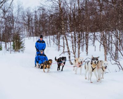 Dog Sledding Experience with Transfer