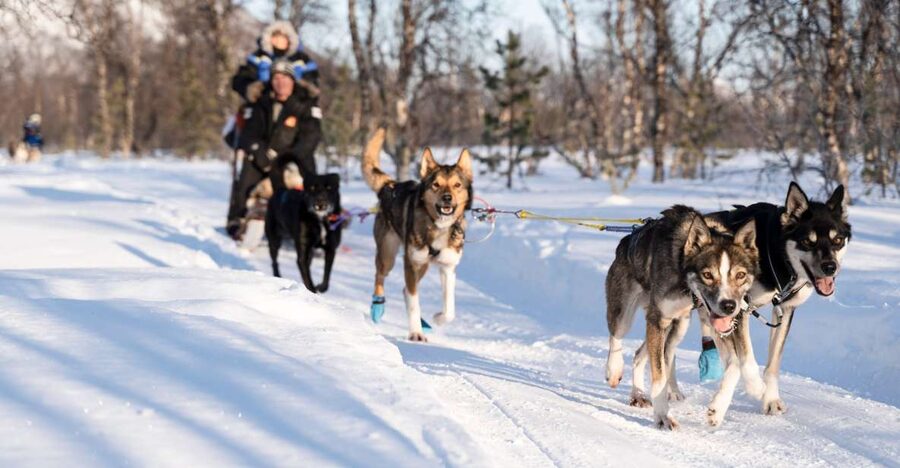 From Tromsø: Fun and Easy Dog Sledding Adventure - First Steps in Tromsø, Before the Snow Even Starts