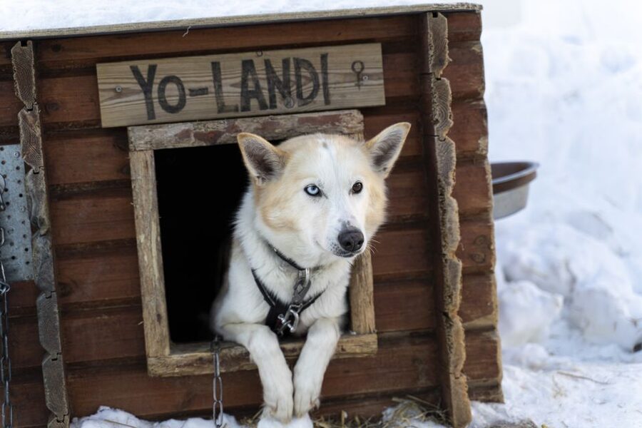 From Tromsø: Fun and Easy Dog Sledding Adventure - One Sled, Two People: The Driver and Passenger Swap Mid-Ride