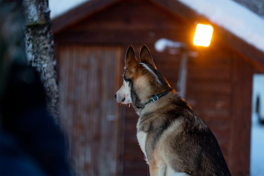 From Tromsø: Fun and Easy Dog Sledding Adventure - Lyngen Alps Views on Snowy Trails, From Open Fields to Forest Paths