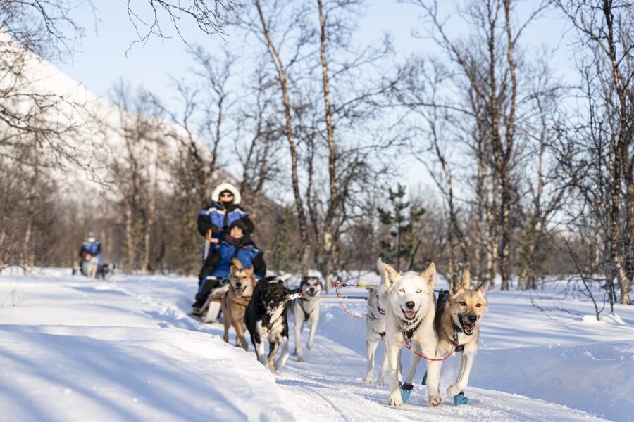 From Tromsø: Fun and Easy Dog Sledding Adventure - Warm Drinks, Cake, and a Lavvu Fire That Actually Feels Cozy