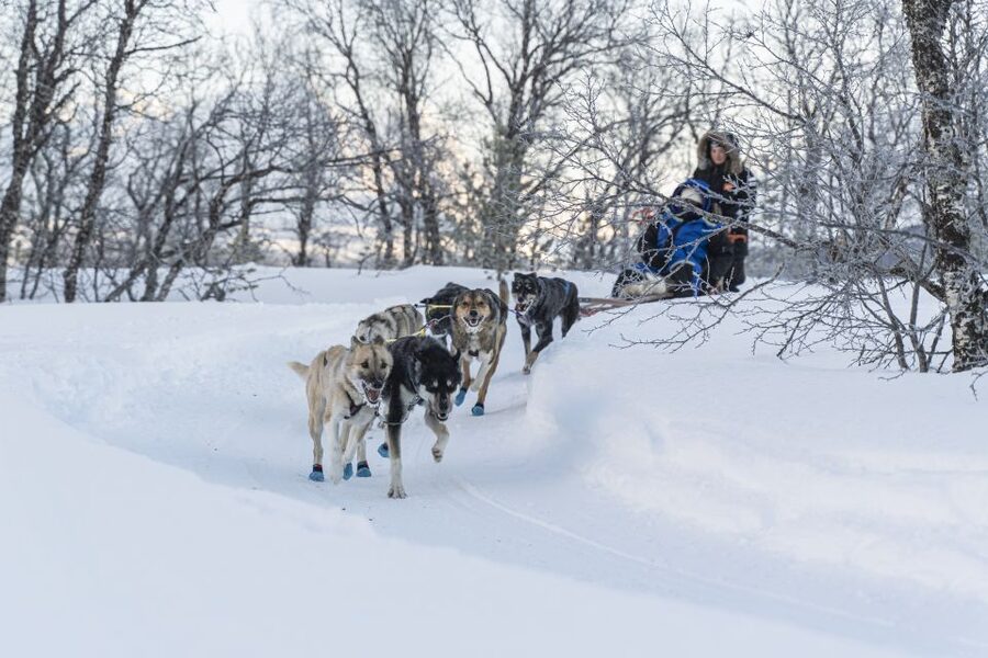 From Tromsø: Fun and Easy Dog Sledding Adventure - Who Should Book, and Who Should Skip This One
