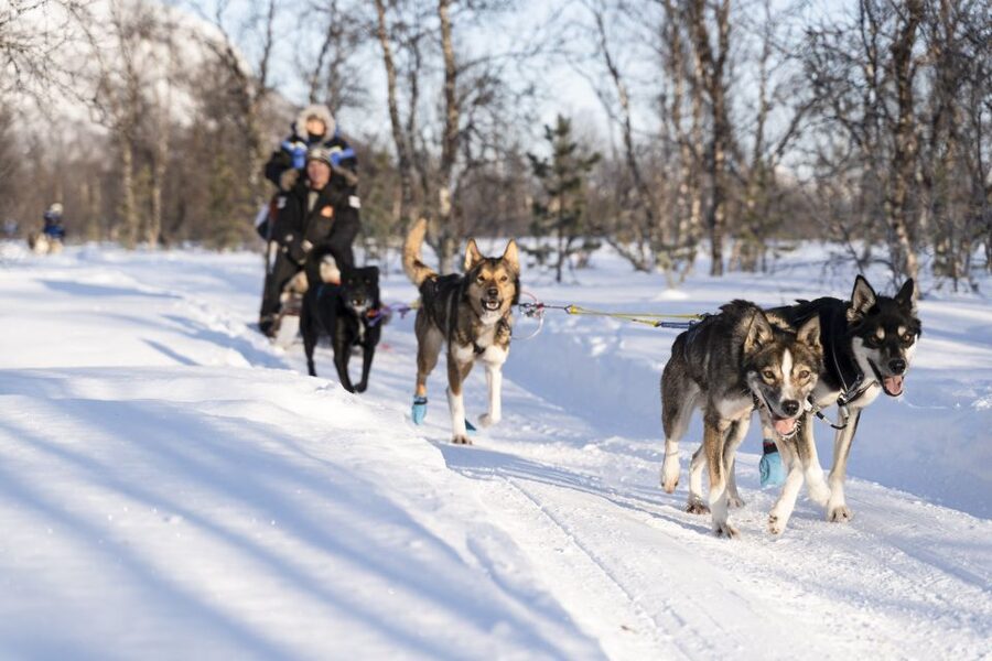 From Tromsø: Fun and Easy Dog Sledding Adventure - The Moment You Start Driving: Safety, Practice, and Real Control