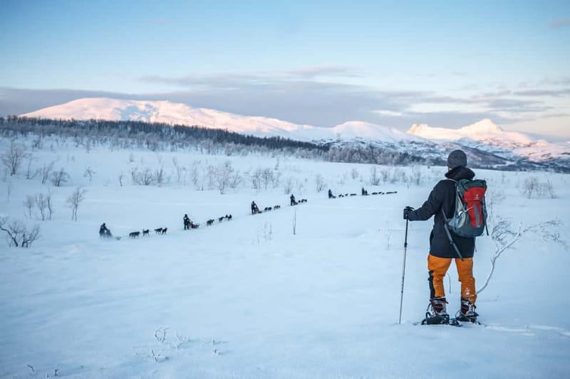 From Tromsø: Guided Husky Snowshoe Hike and Husky Camp Visit - Key Things That Make This Husky Snowshoe Day Worth It