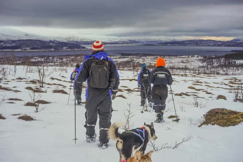 From Tromsø: Guided Husky Snowshoe Hike and Husky Camp Visit - From Tromsø Hotel Pickup to the Arctic Exit