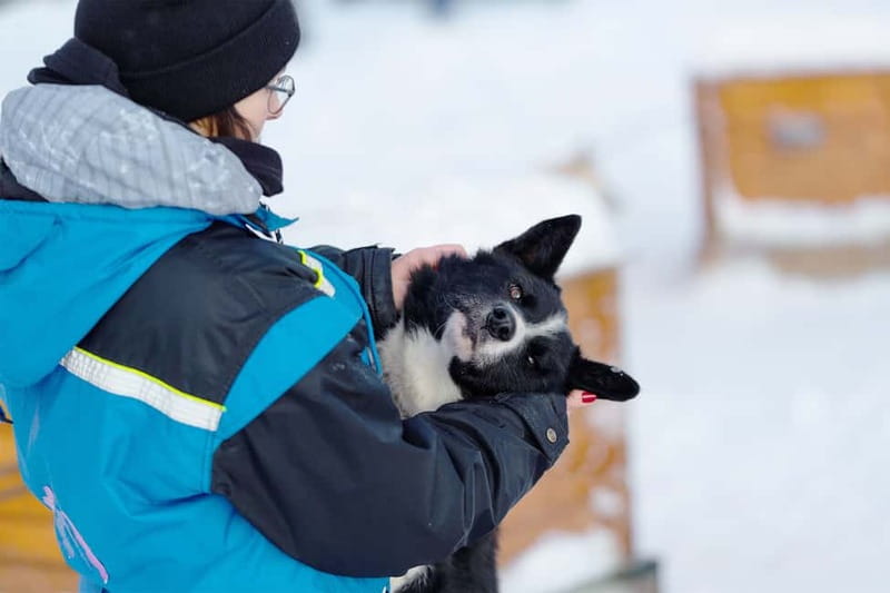 From Tromsø: Husky Experience with Self-Drive Dog Sled Ride - Key Moments That Make This Husky Trip Worth It