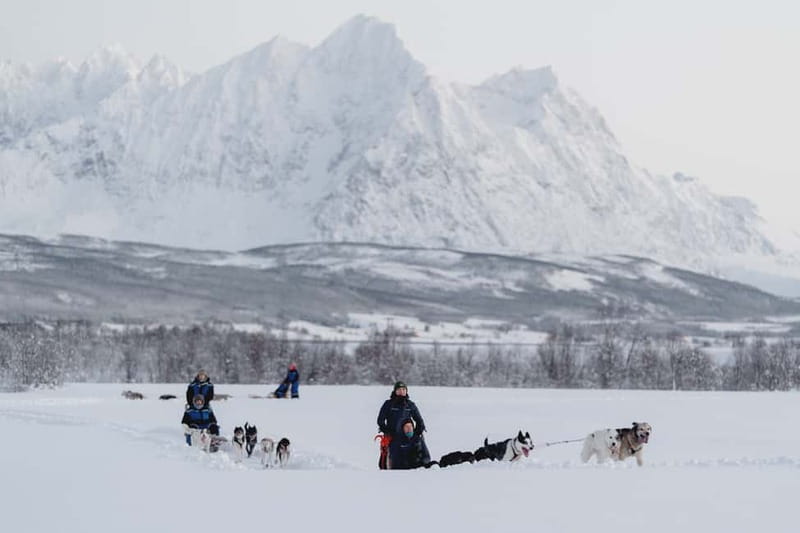 From Tromsø: Husky Experience with Self-Drive Dog Sled Ride - From Tromsø Harbor to Breivikeidet, and Why the Drive Matters