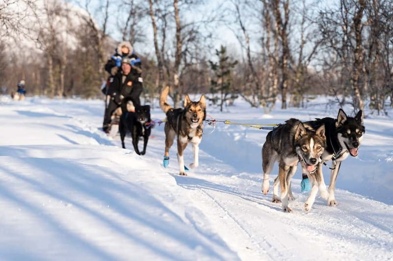 From Tromsø: Husky Experience with Self-Drive Dog Sled Ride - Your Short Self-Drive Sled Run Through Snowy Scenery