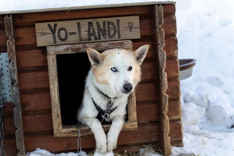 From Tromsø: Husky Experience with Self-Drive Dog Sled Ride - After the Sled: Cuddles, Photos, and Warm Drinks to Reset