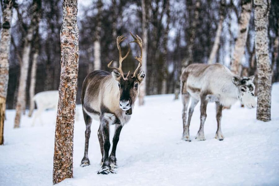 From Tromsø: Ice Domes Snow Park and Wilderness Experience - What to bring so you don’t lose time to being cold