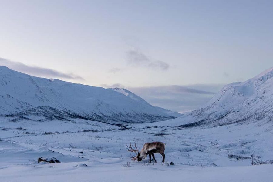 From Tromsø: Snowshoe Hike with Local Guides - Transportation and timing: a 270-minute day that stays realistic