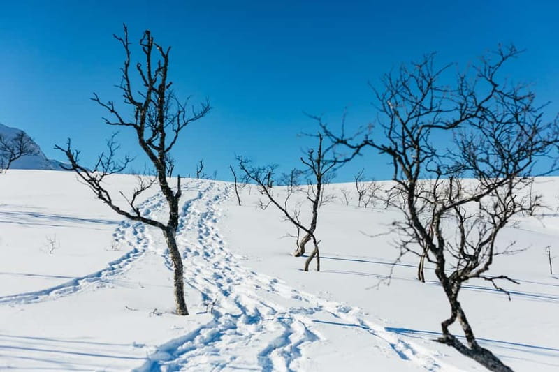 From Tromsø: Snowshoeing Hike with Picnic Lunch and Photos - Photos Included: How the Guide-Taken Shots Make This Tour Feel Complete
