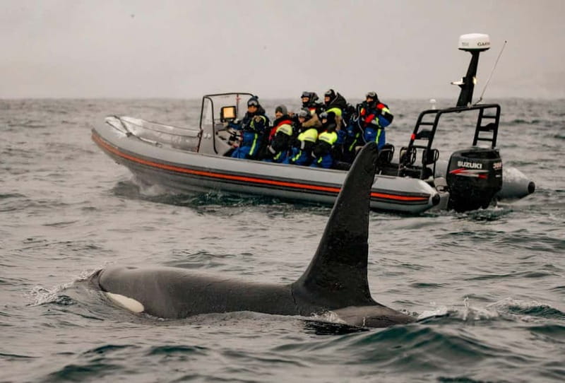 From Tromso: Whale Watching in Magic Skjervoy - Who should book this Skjervøy whale watching day trip