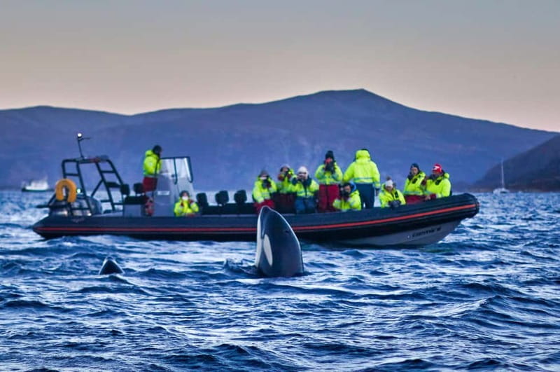 From Tromso: Whale Watching in Magic Skjervoy - A 5:30 a.m. Tromsø Pickup That Puts You First on the Fjord